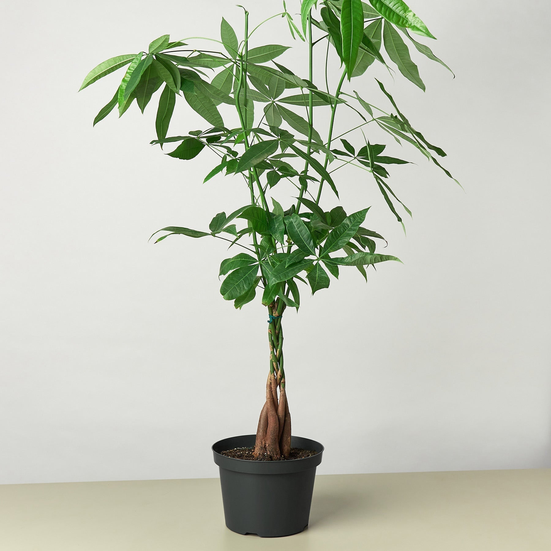 Braided Money Tree — Pachira Aquatica live plant