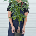 Braided Money Tree — Pachira Aquatica live plant