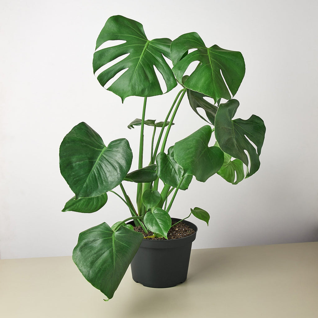 Monstera Deliciosa — Split-Leaf Houseplant live plant