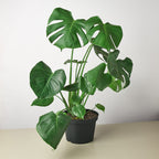 Monstera Deliciosa — Split-Leaf Houseplant live plant