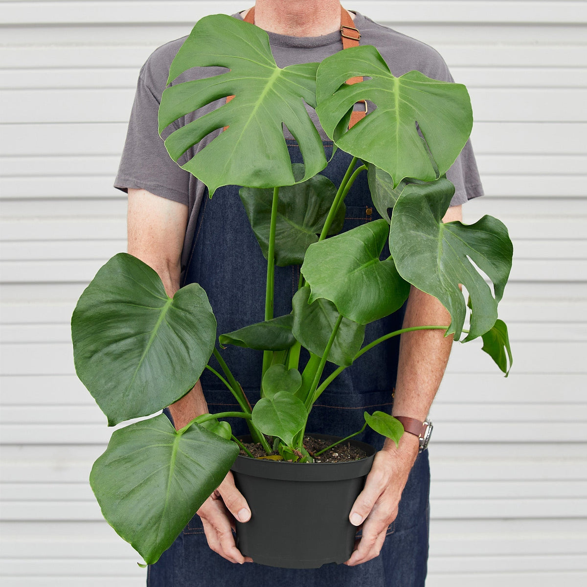 Monstera Deliciosa — Split-Leaf Houseplant live plant