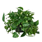 Golden Pothos — Easy-Care Trailing Houseplant live plant