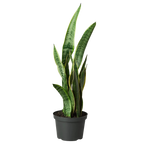Snake Plant Laurentii