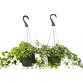 English Ivy Variety Pack - 6" Hanging Pot — 2-Plant Set