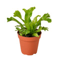 Leslie Bird's Nest Fern — Ruffled Indoor Fern