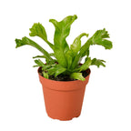 Leslie Bird's Nest Fern — Ruffled Indoor Fern live plant