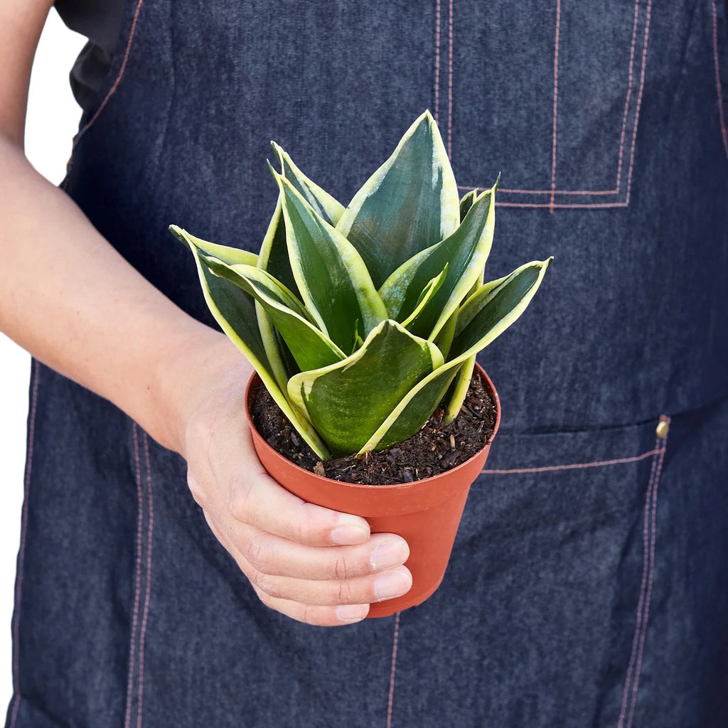Black Gold Snake Plant — Golden-Edged Foliage live plant
