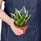 Black Gold Snake Plant — Golden-Edged Foliage live plant