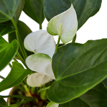 White Anthurium — Flowering Houseplant live plant