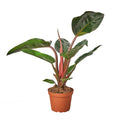 Philodendron 'Congo Rojo' — 4-Inch Pot
