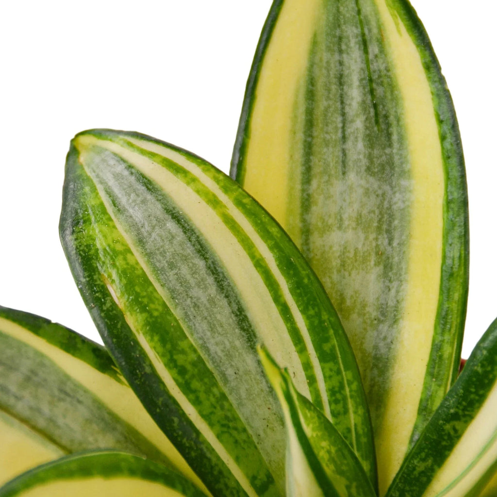 Gold Hahnii Snake Plant — Dwarf Golden Rosette live plant