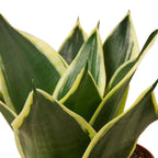 Black Gold Snake Plant — Golden-Edged Foliage live plant