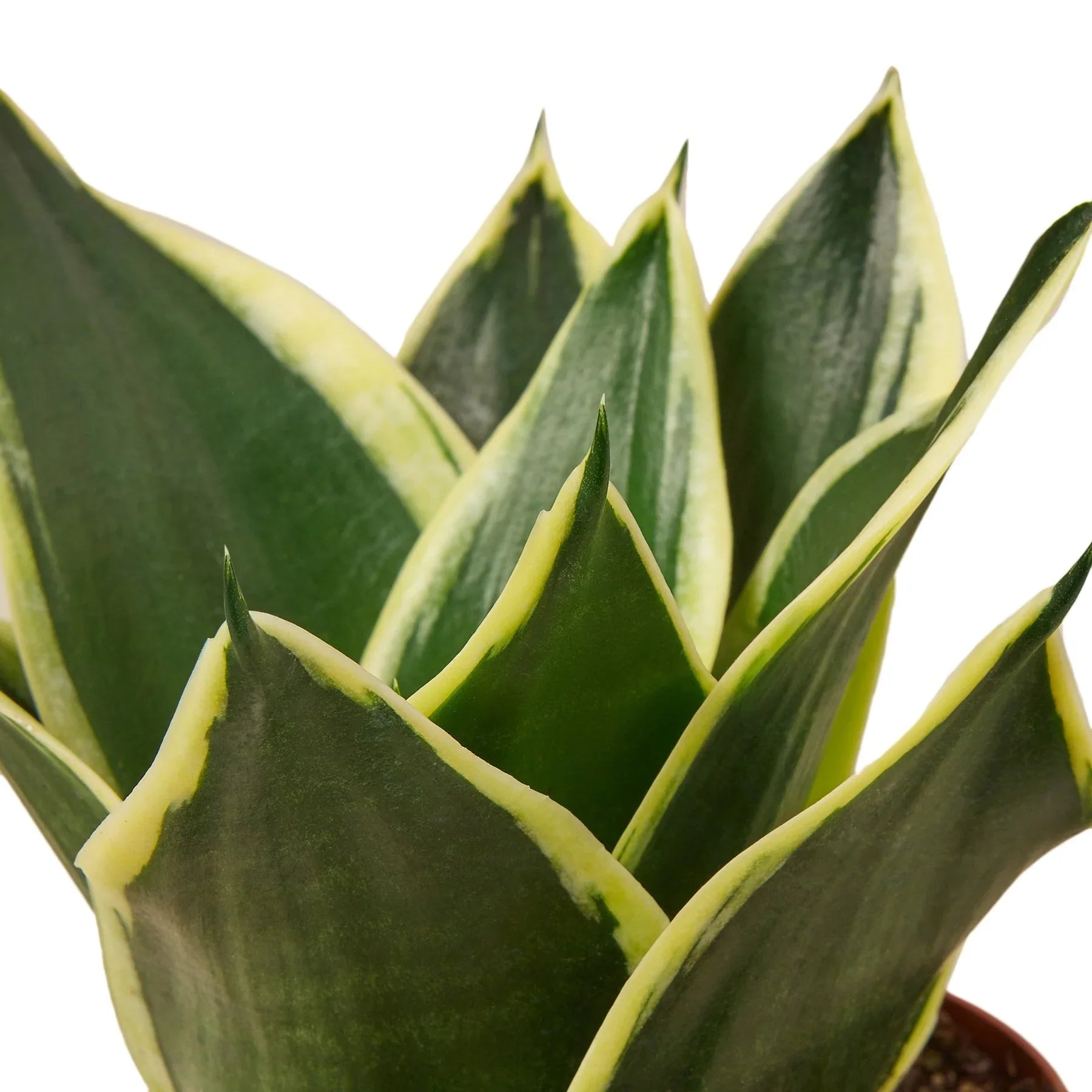 Black Gold Snake Plant — Golden-Edged Foliage live plant