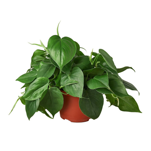 Philodendron Cordatum Heartleaf — 6-Inch Pot