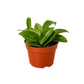 Hoya Carnosa — 4-Inch Pot