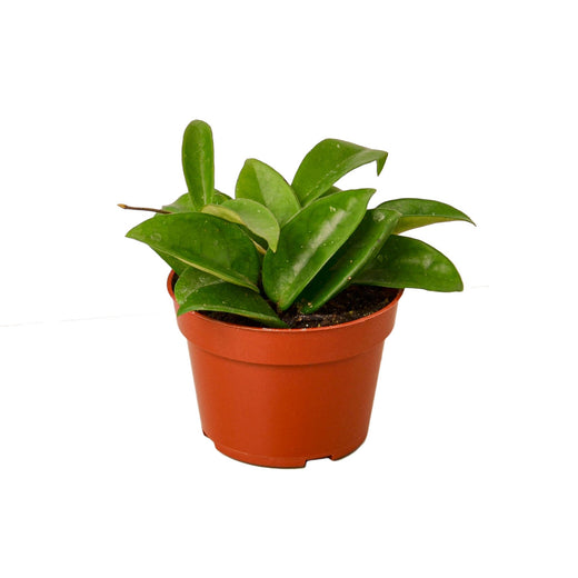 Hoya Carnosa — 4-Inch Pot