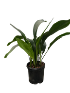 Aspidistra 'Cast Iron'
