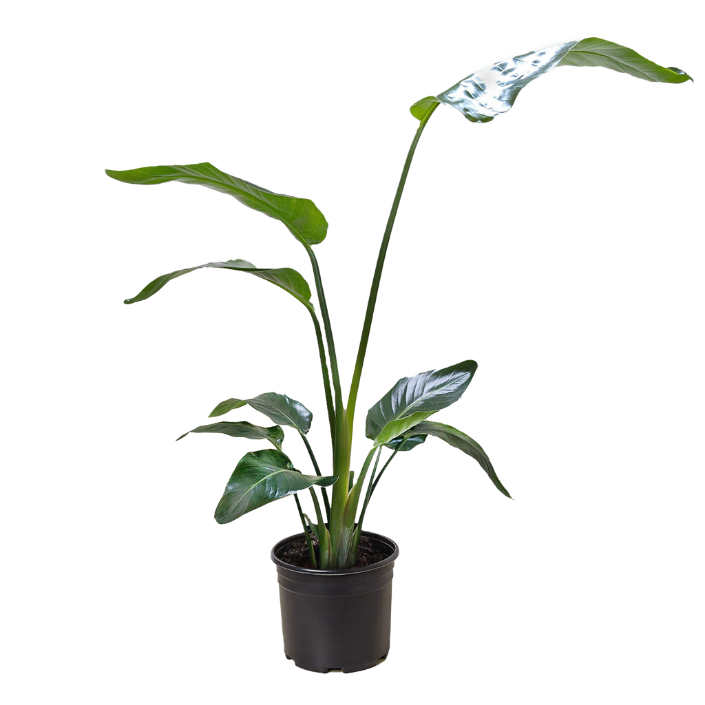 White Bird of Paradise — Tall Tropical Houseplant live plant