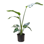 White Bird of Paradise — Tall Tropical Houseplant live plant