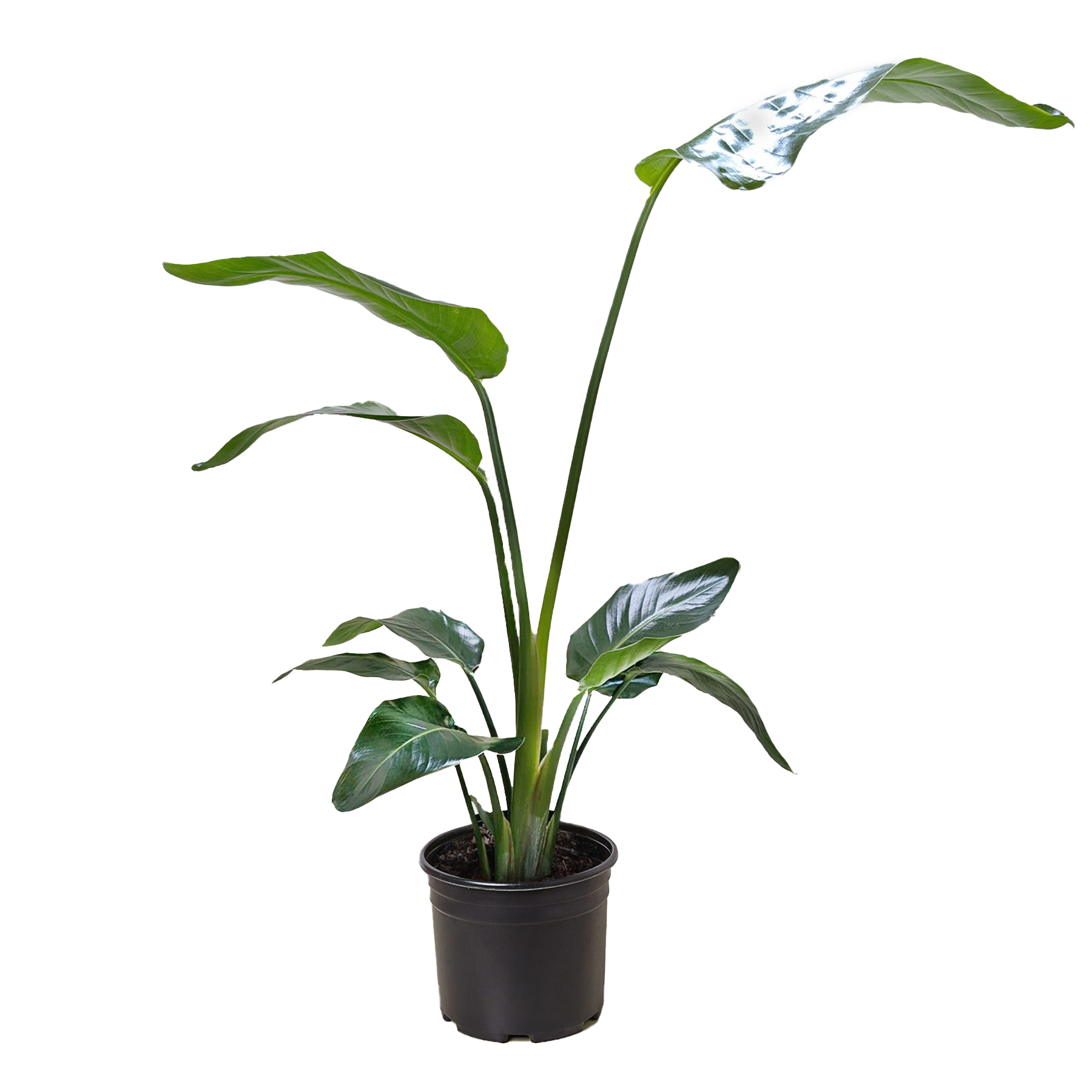 White Bird of Paradise — Tall Tropical Houseplant live plant