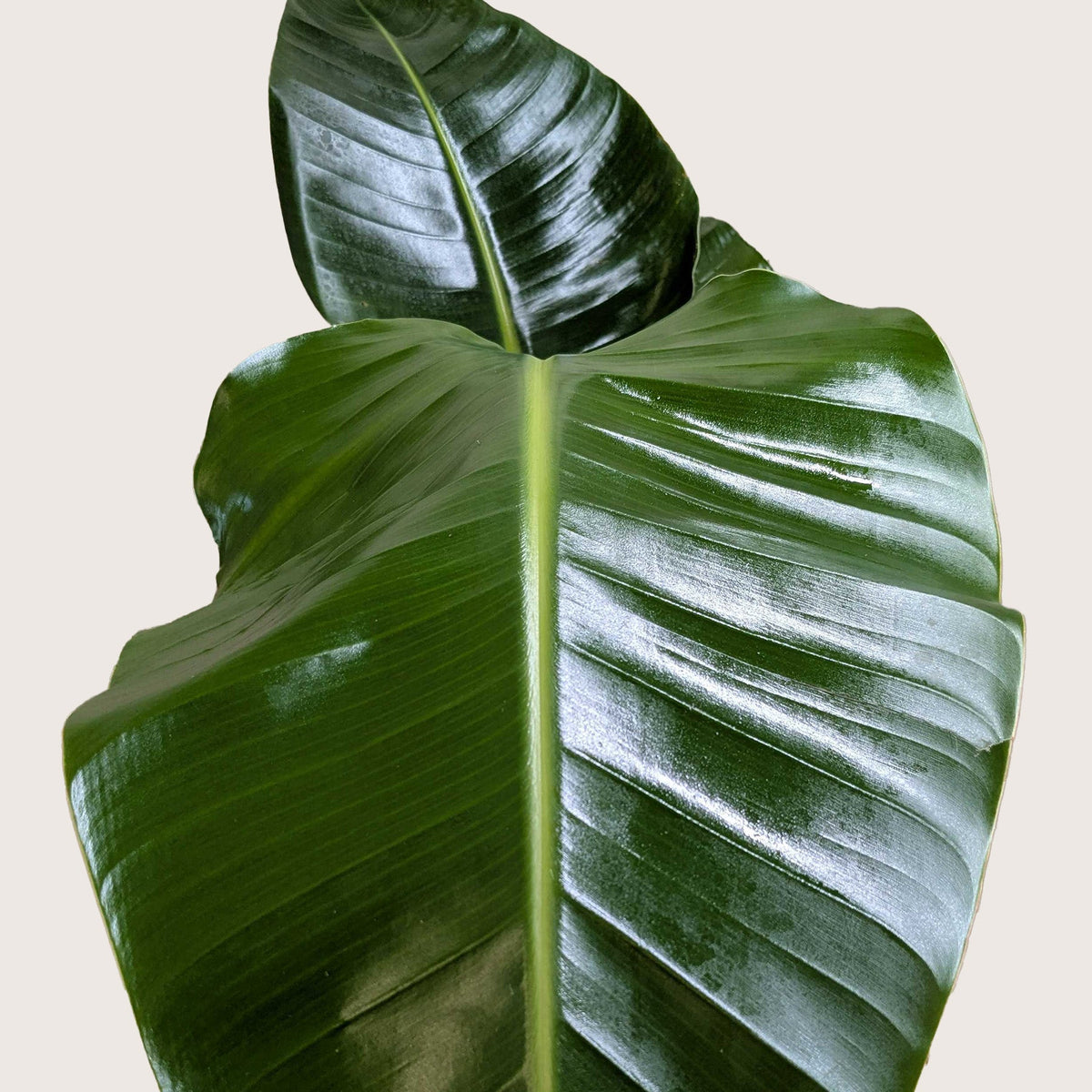White Bird of Paradise — Tall Tropical Houseplant live plant