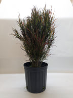 Picasso's Paintbrush Croton — Colorful Foliage live plant