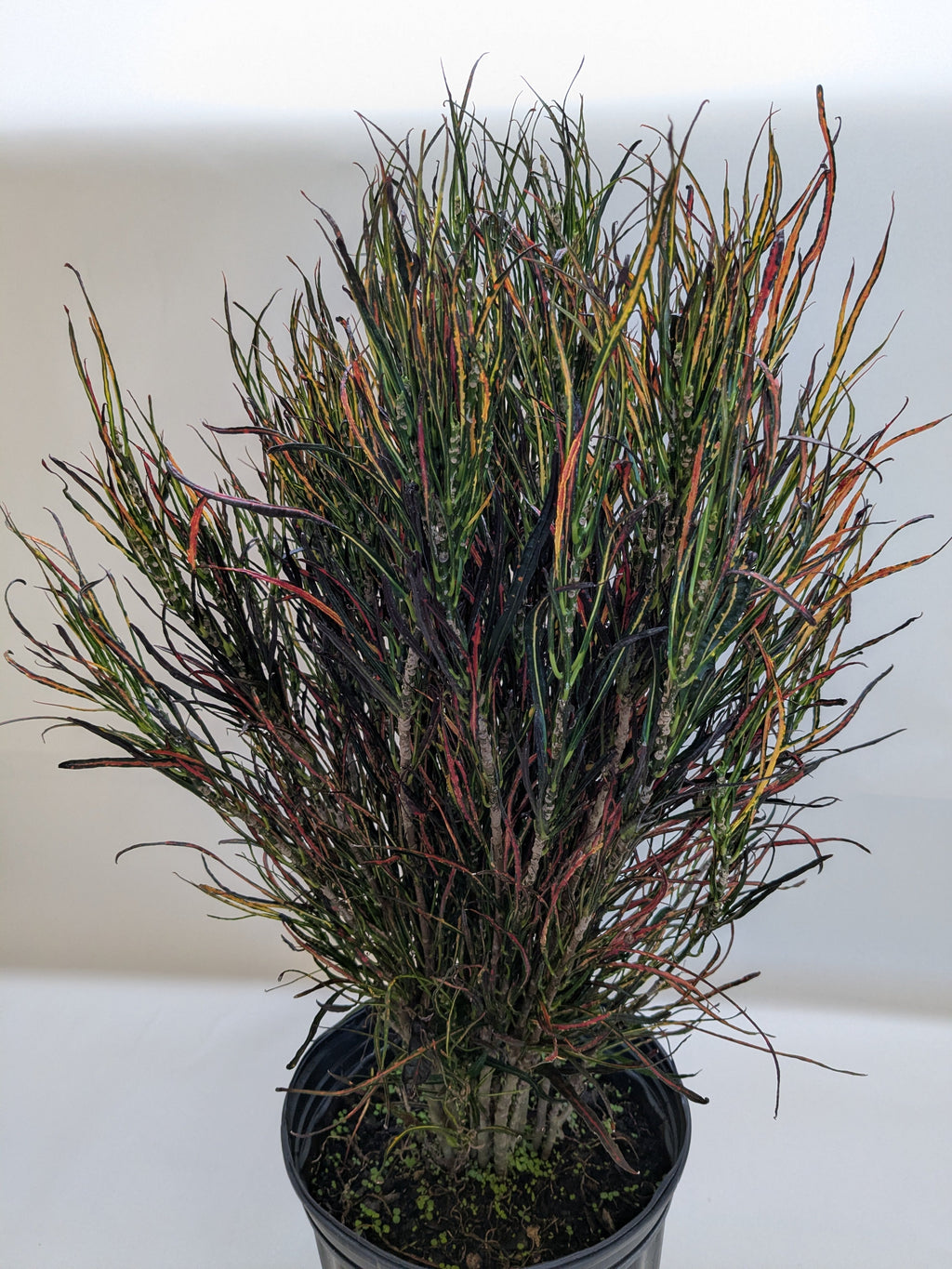Picasso's Paintbrush Croton — Colorful Foliage live plant