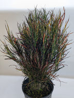 Picasso's Paintbrush Croton — Colorful Foliage live plant