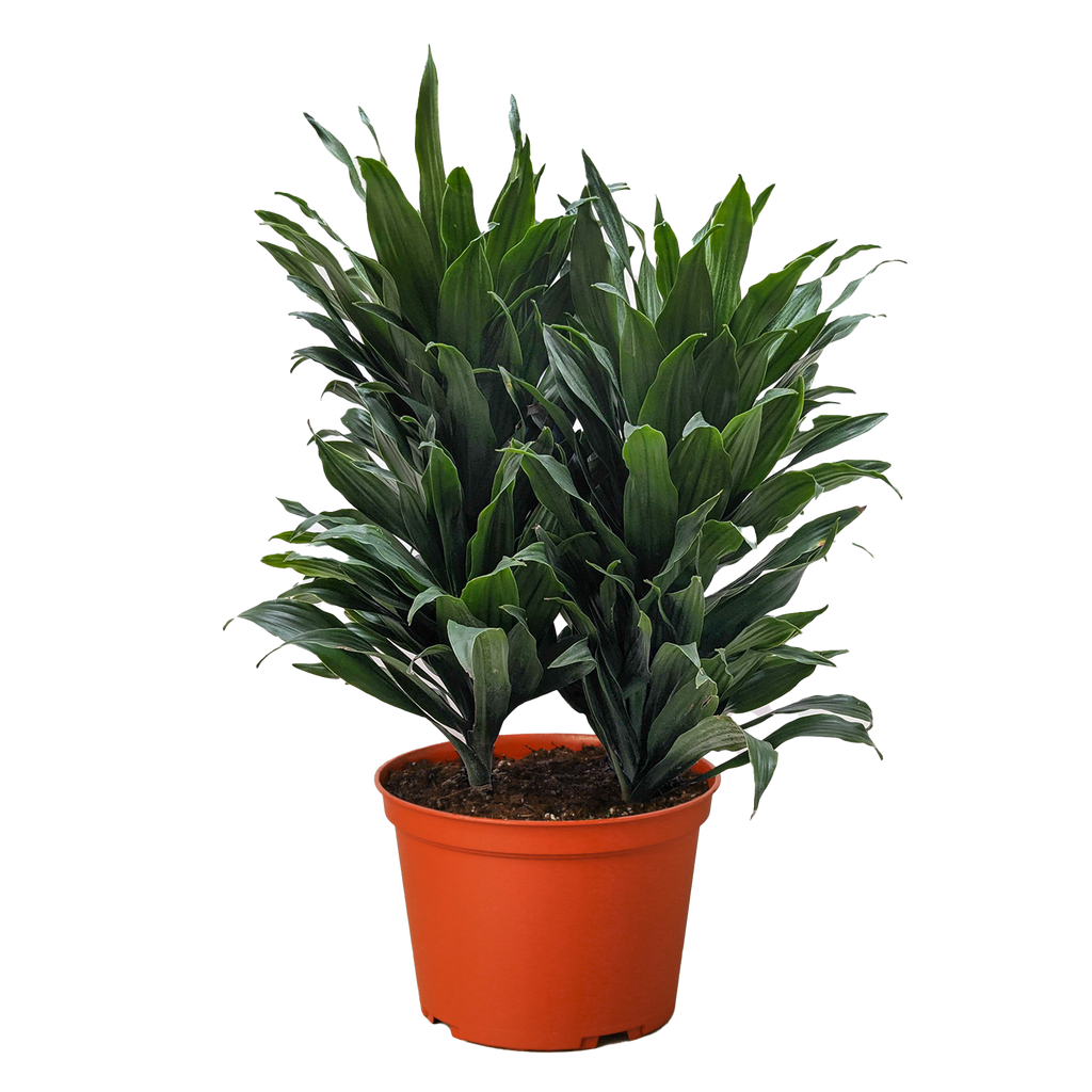 Janet Craig Dracaena — Easy-Care Floor Plant live plant