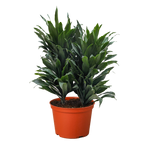 Janet Craig Dracaena — Easy-Care Floor Plant live plant