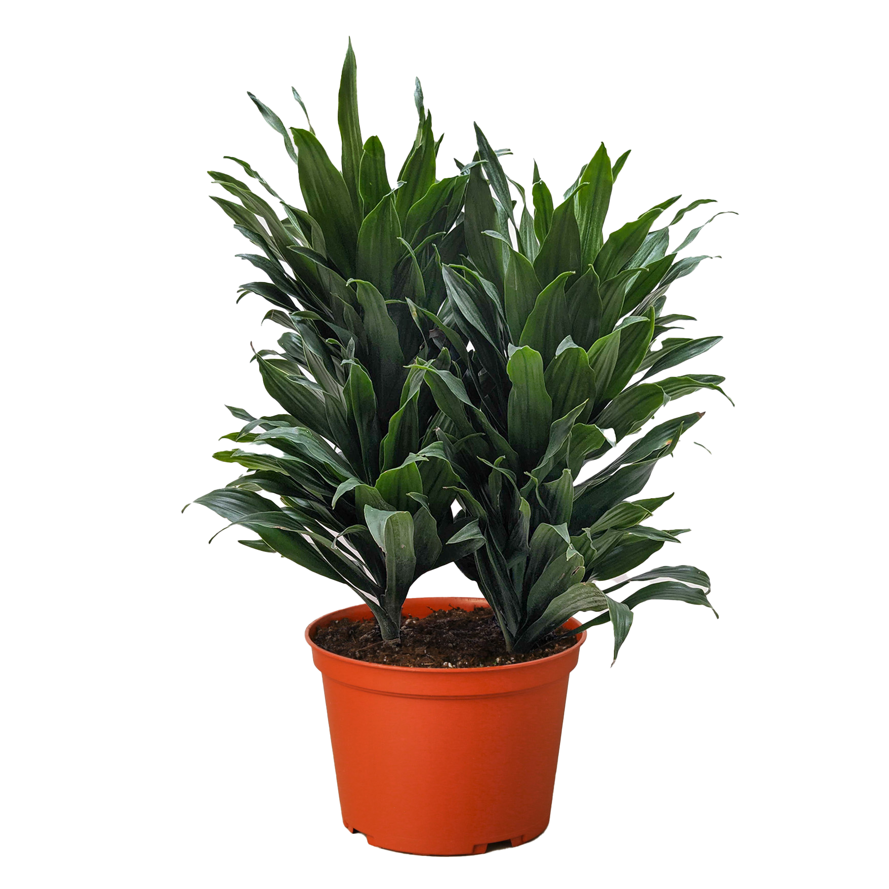 Janet Craig Dracaena — Easy-Care Floor Plant live plant