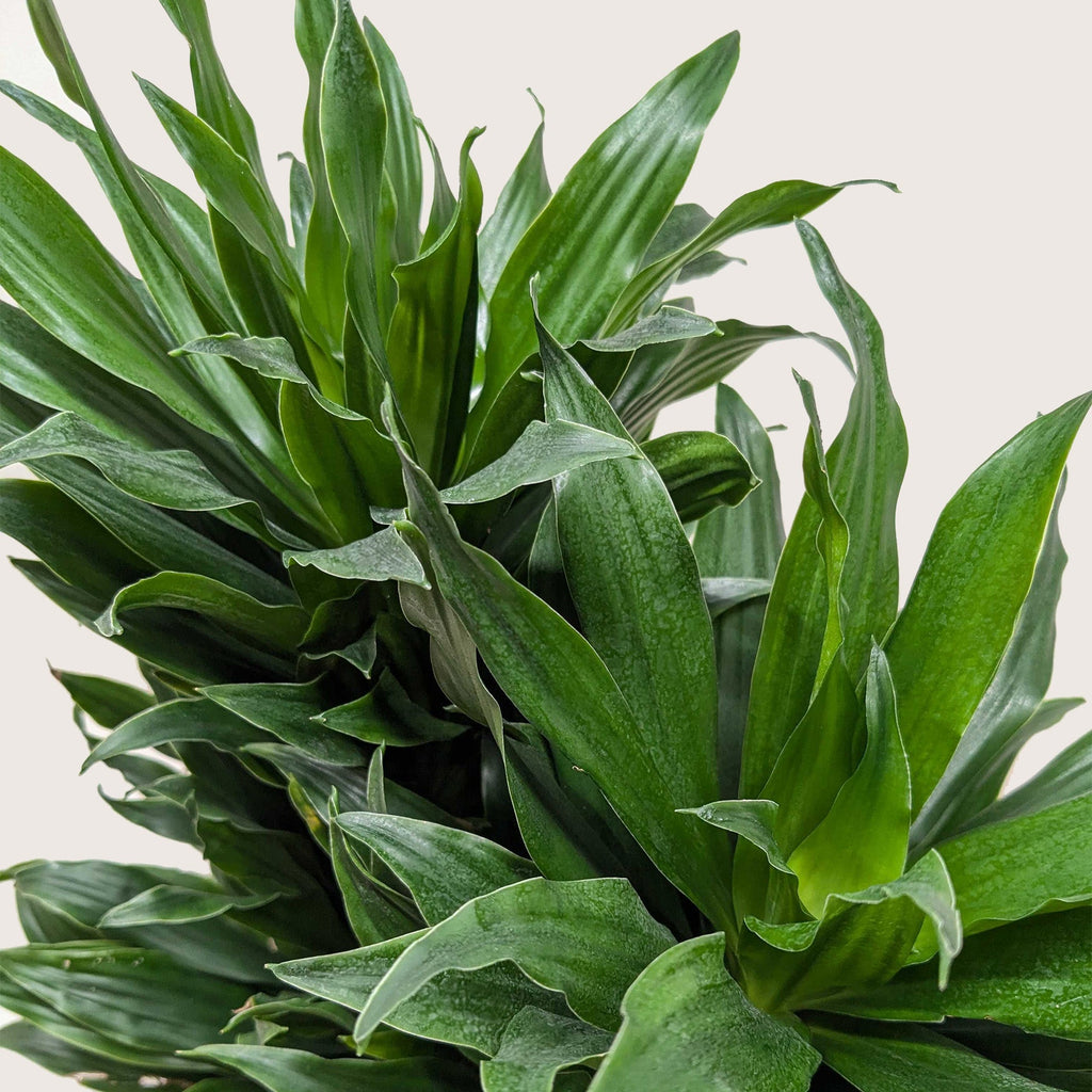 Janet Craig Dracaena — Easy-Care Floor Plant live plant