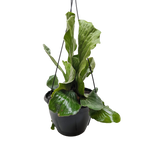 Fern 'Elephant'