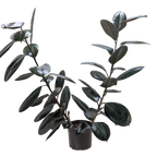 Burgundy Rubber Plant — Ficus Elastica live plant