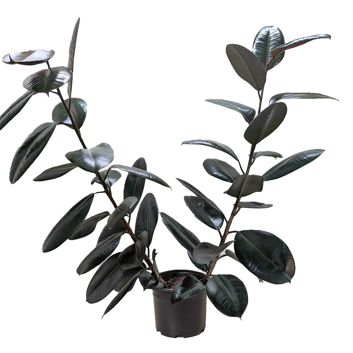 Burgundy Rubber Plant — Ficus Elastica live plant