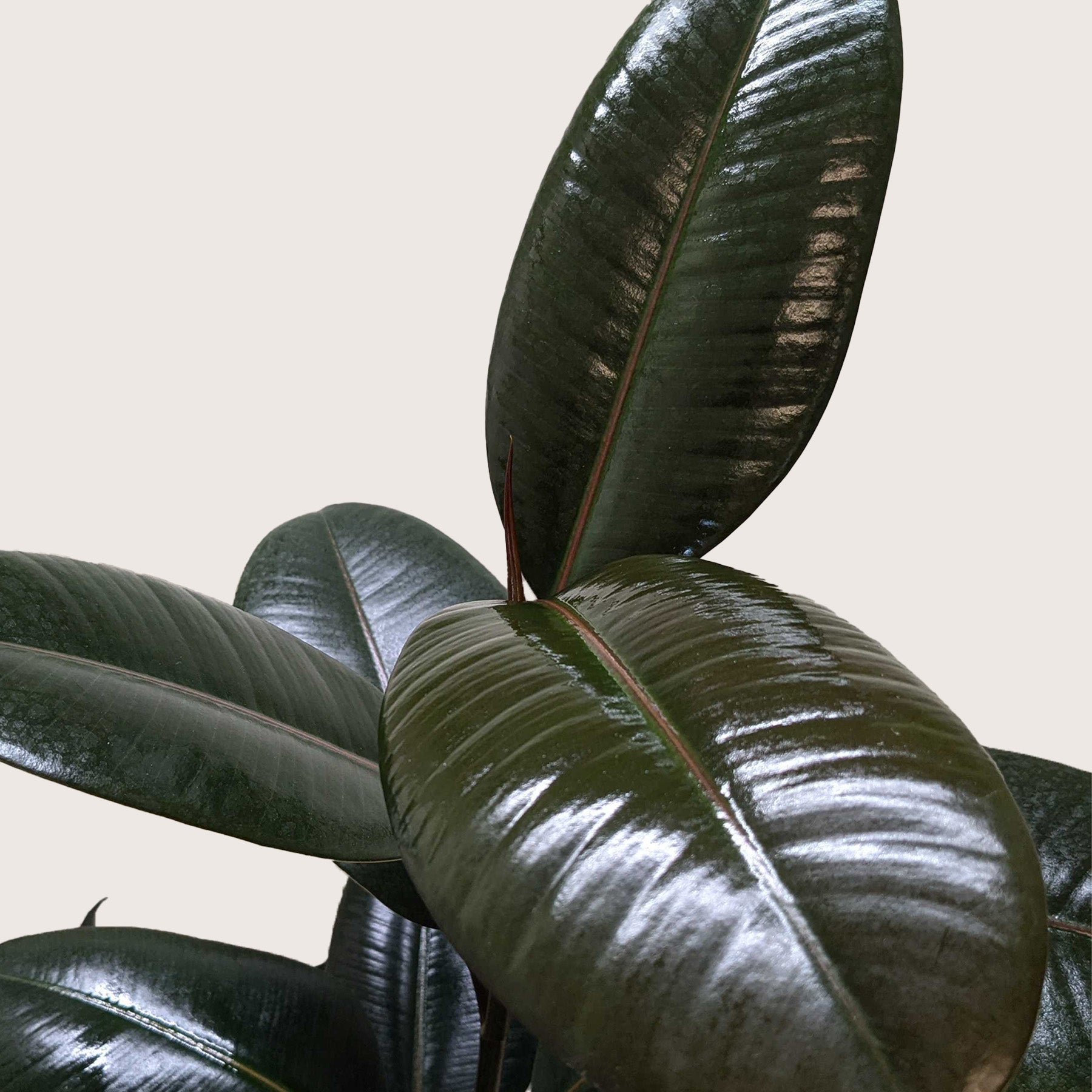 Burgundy Rubber Plant — Ficus Elastica live plant