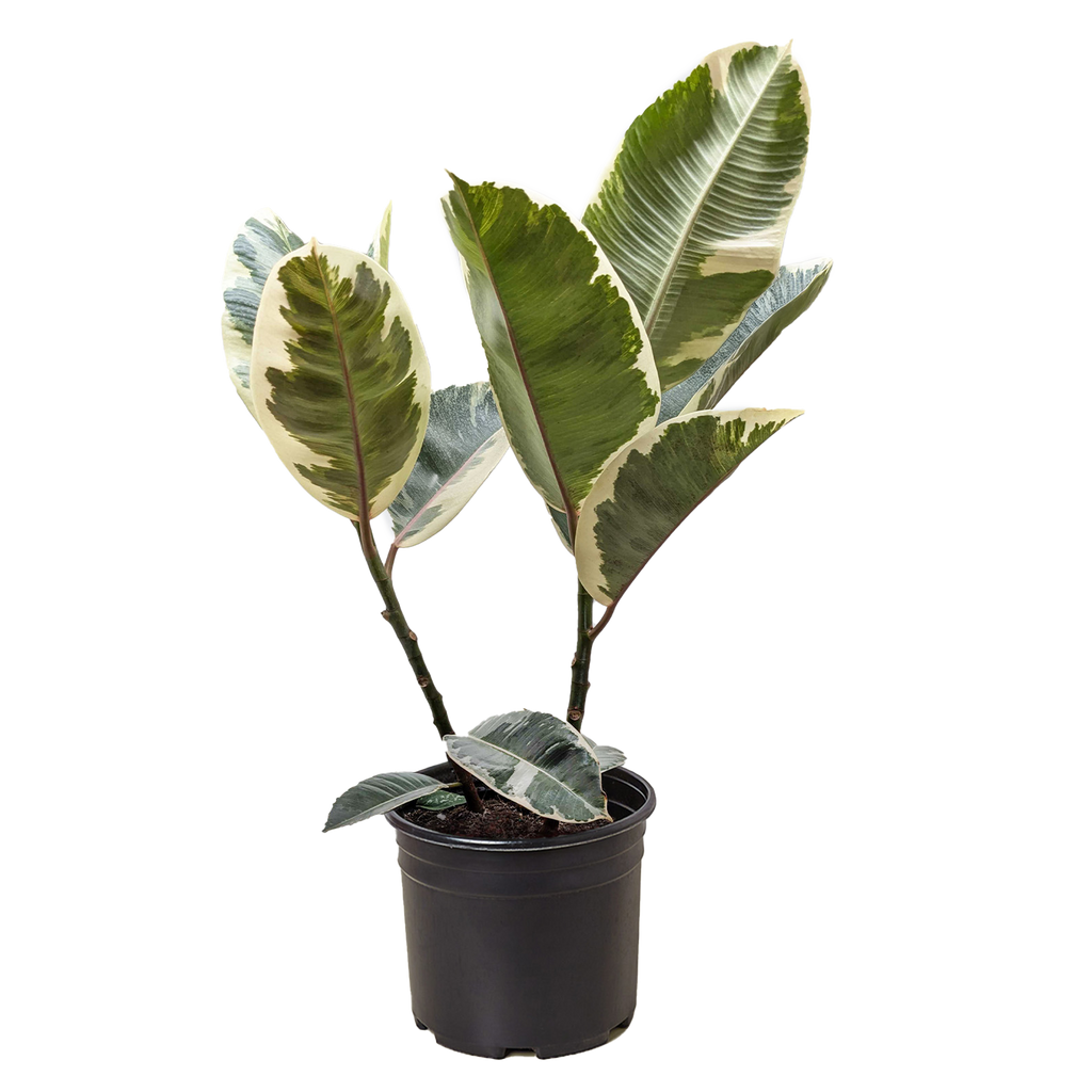 Tineke Rubber Plant — Variegated Ficus live plant