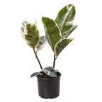 Tineke Rubber Plant — Variegated Ficus live plant
