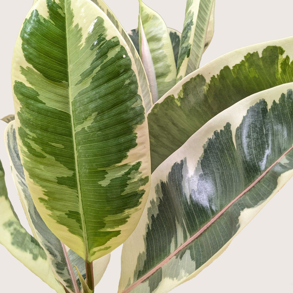 Tineke Rubber Plant — Variegated Ficus live plant