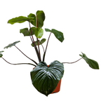 Homalomena 'Emerald Gem'