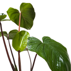 Homalomena 'Emerald Gem'