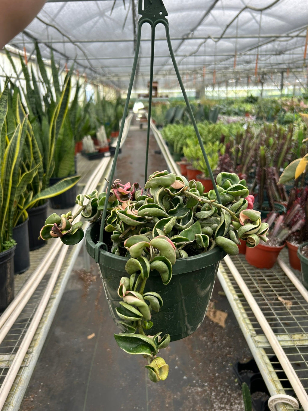 Variegated Hindu Rope Hoya — Curled Wax Plant live plant