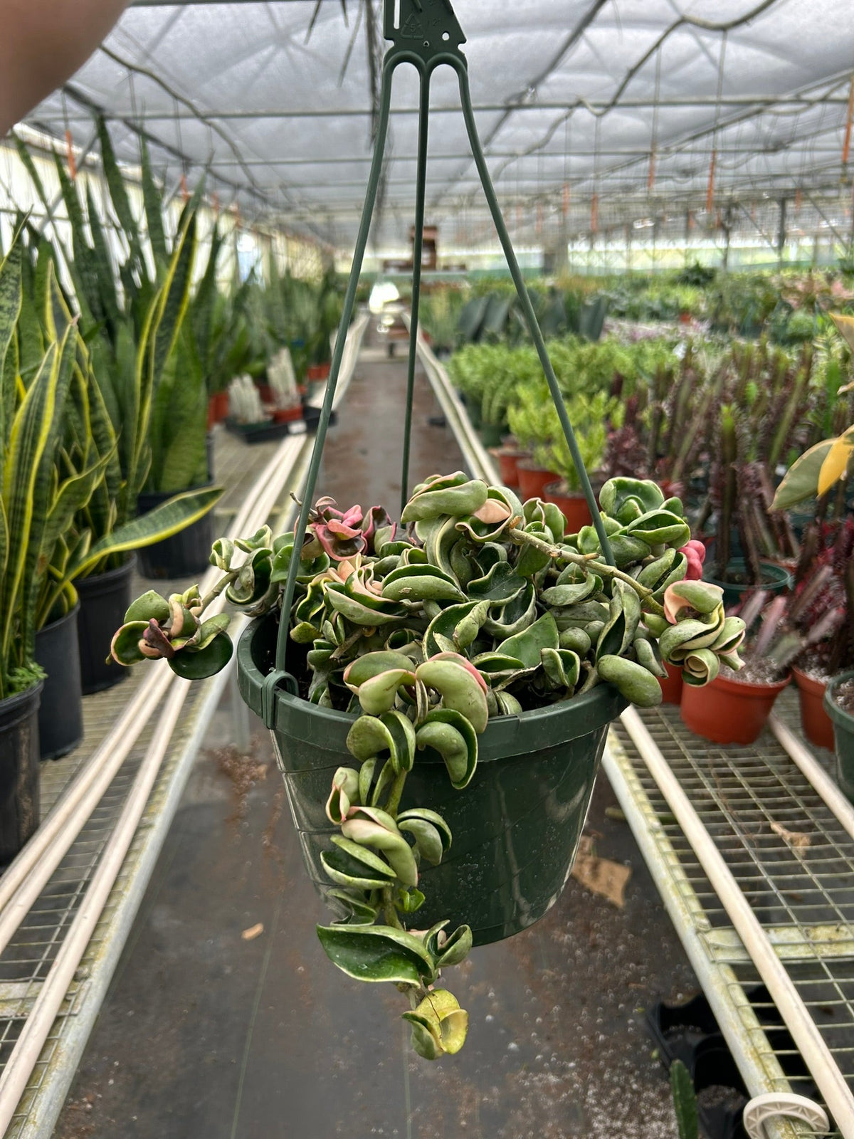 Variegated Hindu Rope Hoya — Curled Wax Plant live plant