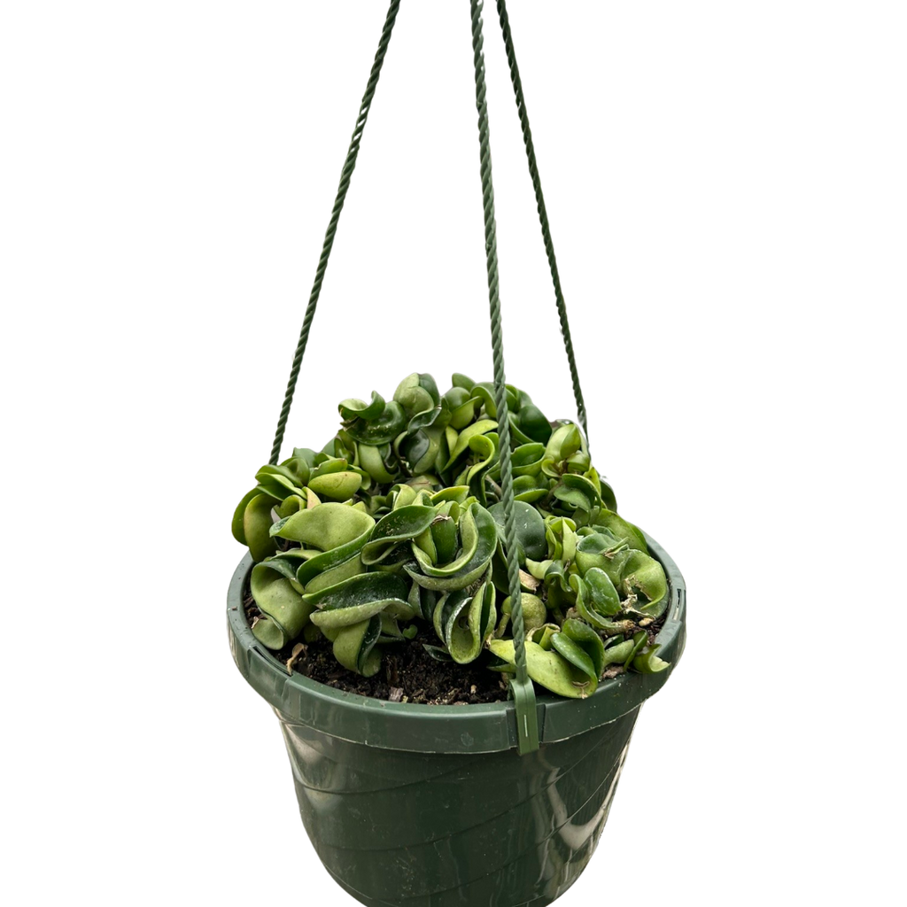 Hindu Rope Hoya — Curled Wax Plant live plant