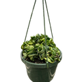Hindu Rope Hoya — Curled Wax Plant