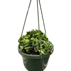 Hindu Rope Hoya — Curled Wax Plant live plant
