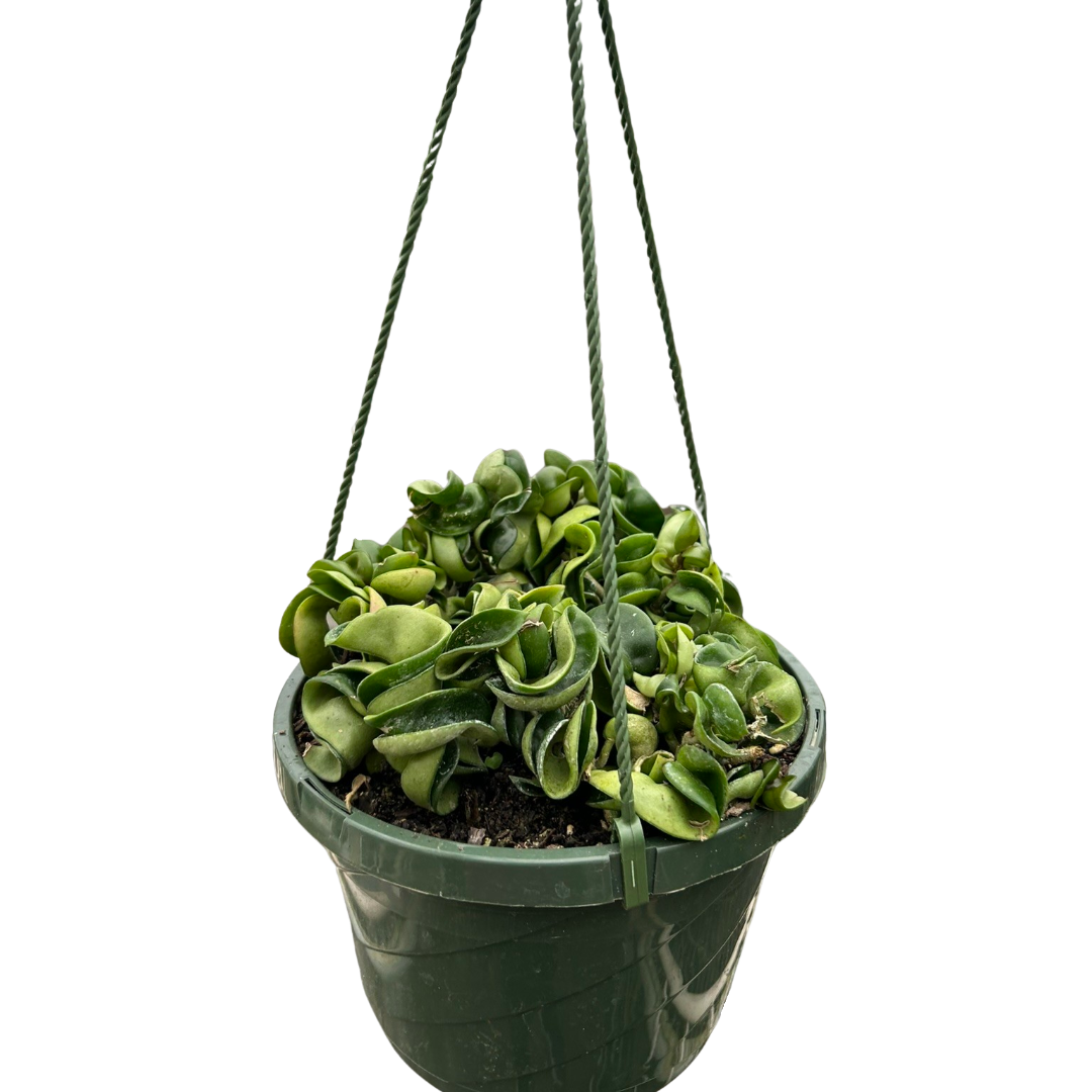 Hindu Rope Hoya — Curled Wax Plant live plant