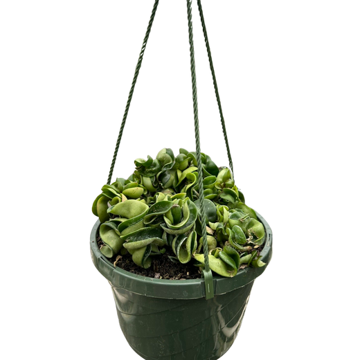 Hindu Rope Hoya — Curled Wax Plant