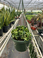 Hindu Rope Hoya — Curled Wax Plant live plant
