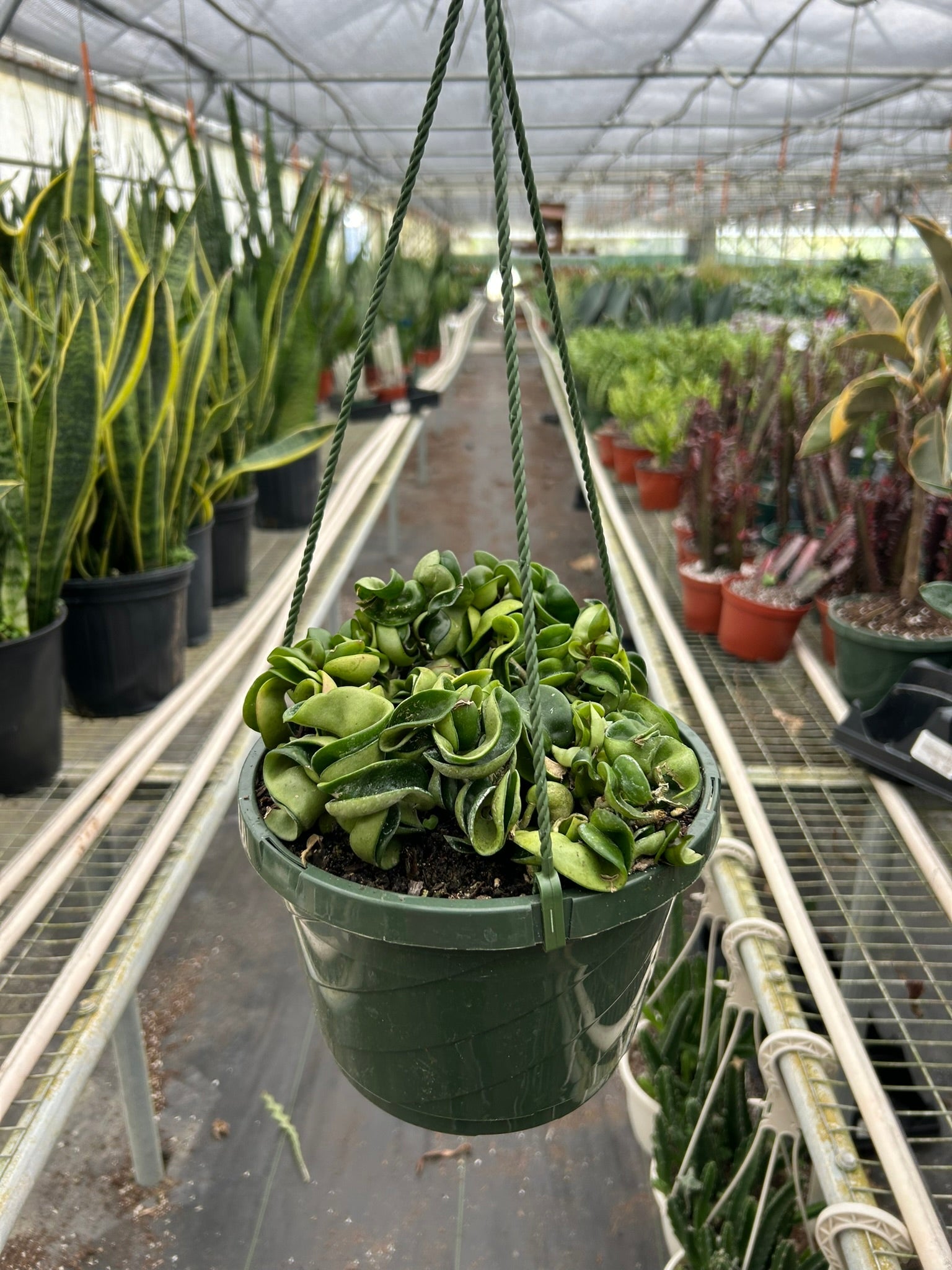 Hindu Rope Hoya — Curled Wax Plant live plant